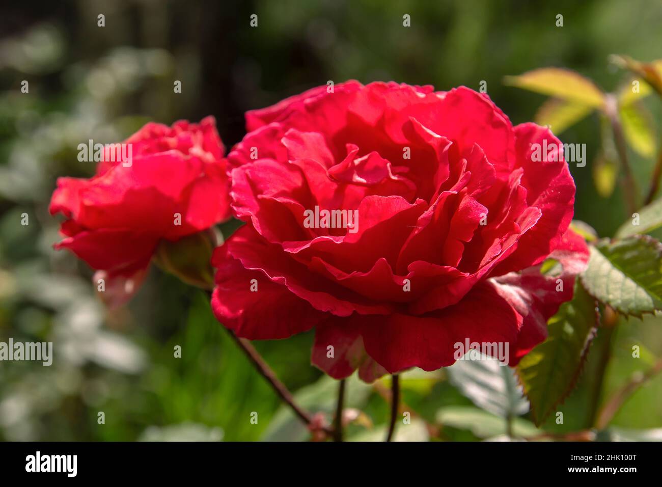 Apothekenrose (Rosa Gallica), rot-rote Blume Stockfoto