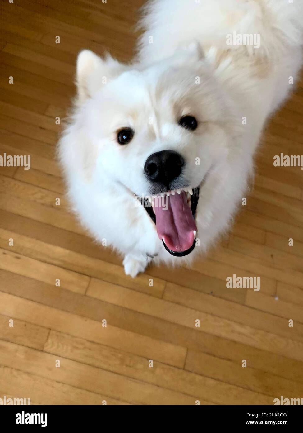 Unglücklicher Hund Stockfoto