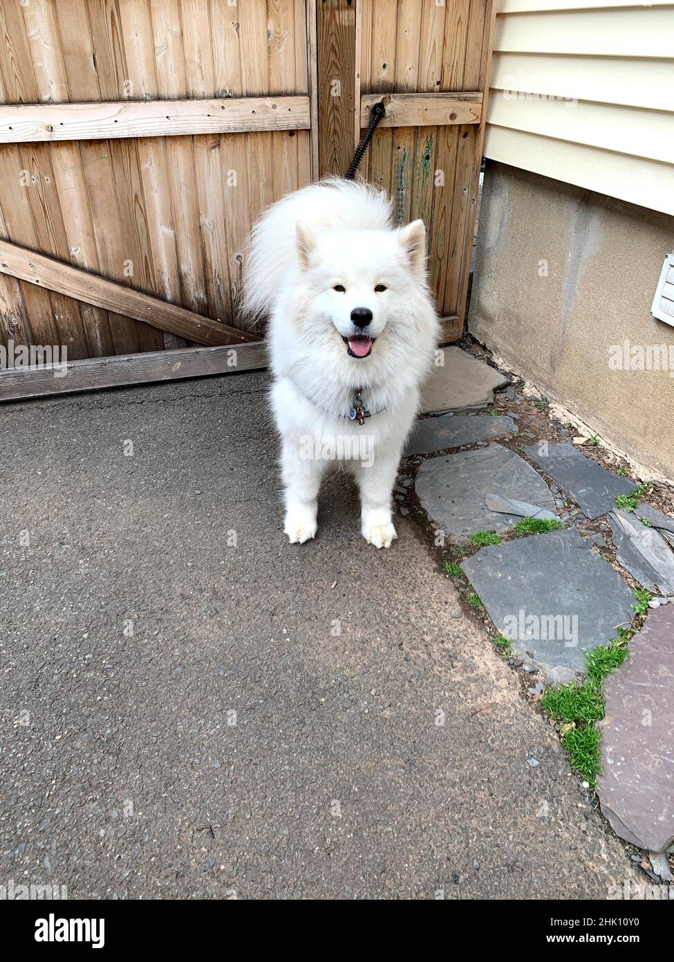 Süßer samoyed Hund Stockfoto