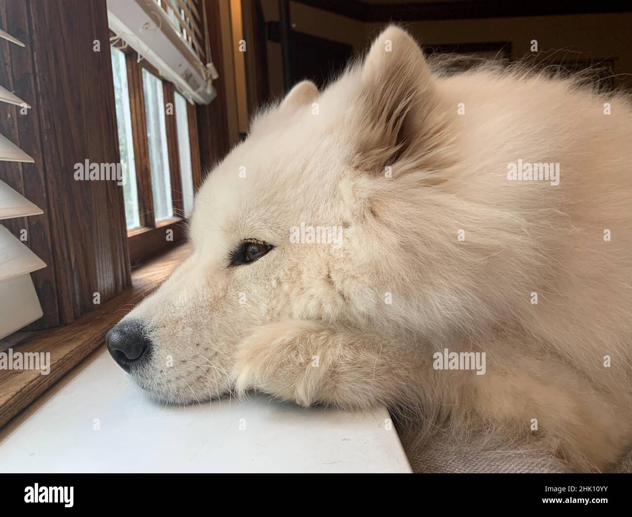 Trauriger samoyed Hund Stockfoto