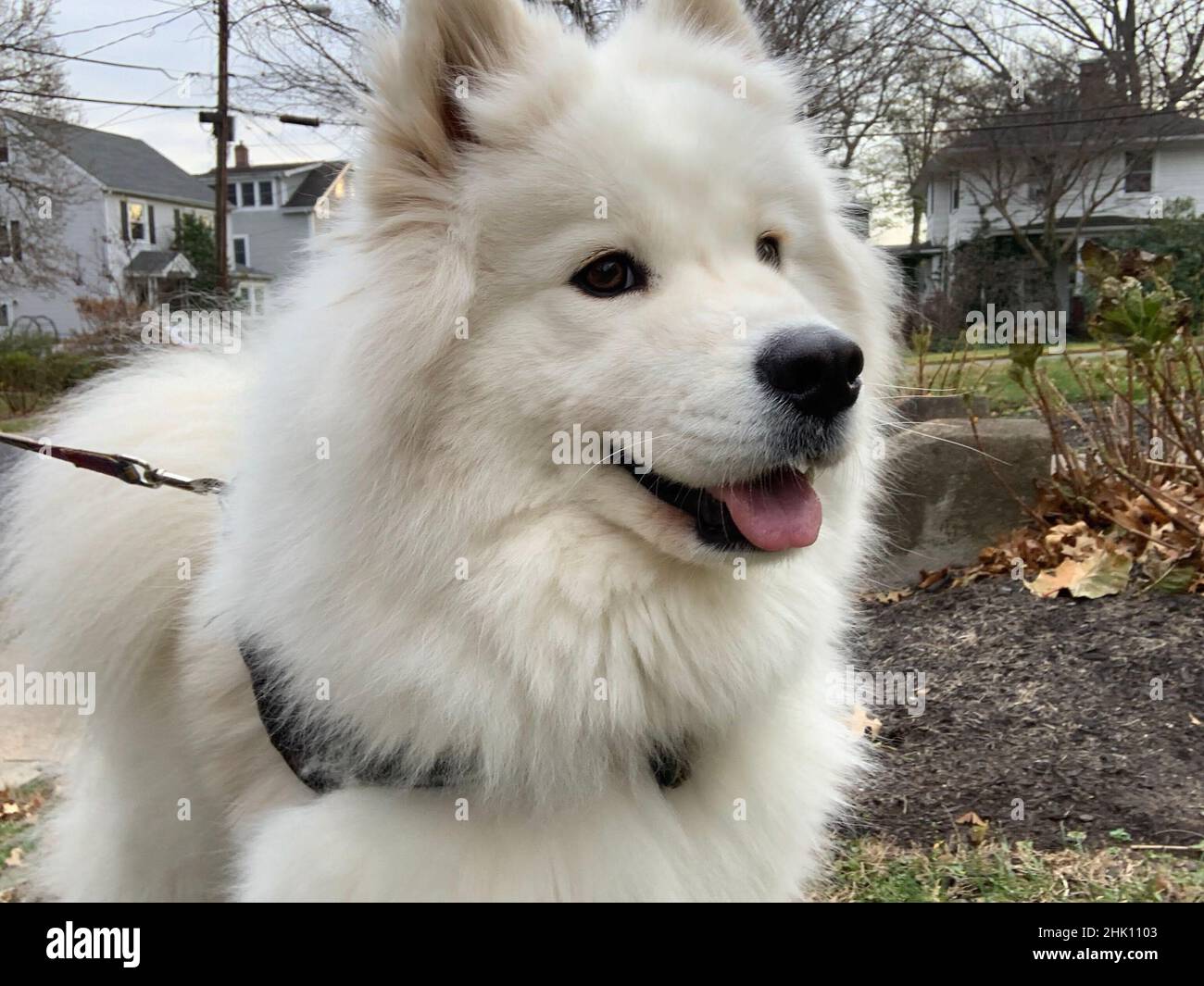 Niedlicher samoyed Hund an der Leine aus nächster Nähe Stockfoto