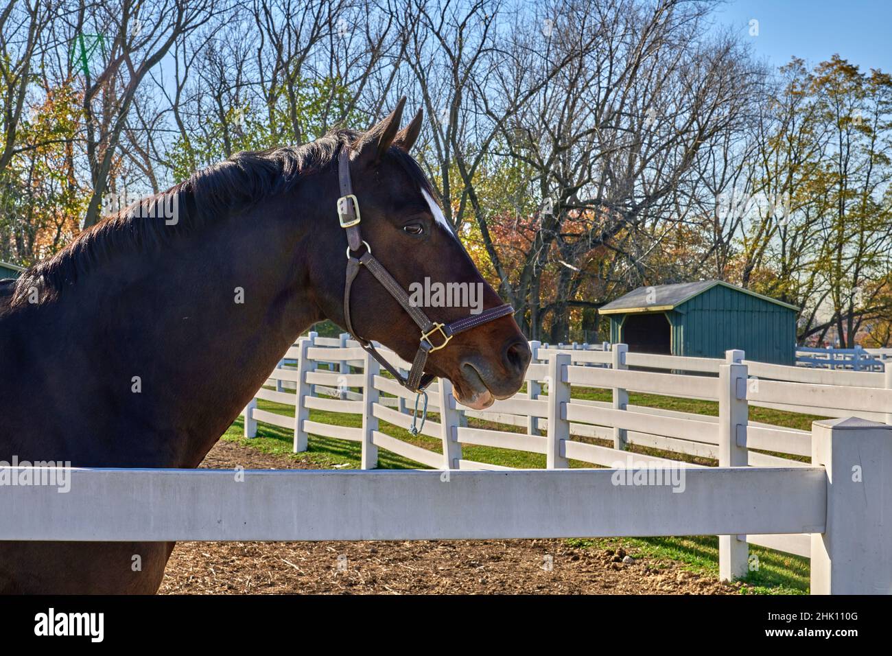 Nahaufnahme des Kopfes brauner Pferde, weißer Zaun im Overpeck Bergen County Park in Leonia, NJ, USA. Stockfoto