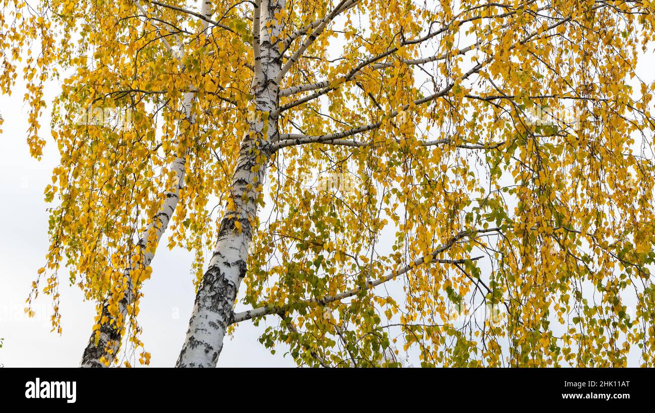 Untere Ansicht einer Birke mit goldgelben Blättern vor einem weißen Himmel. Stockfoto