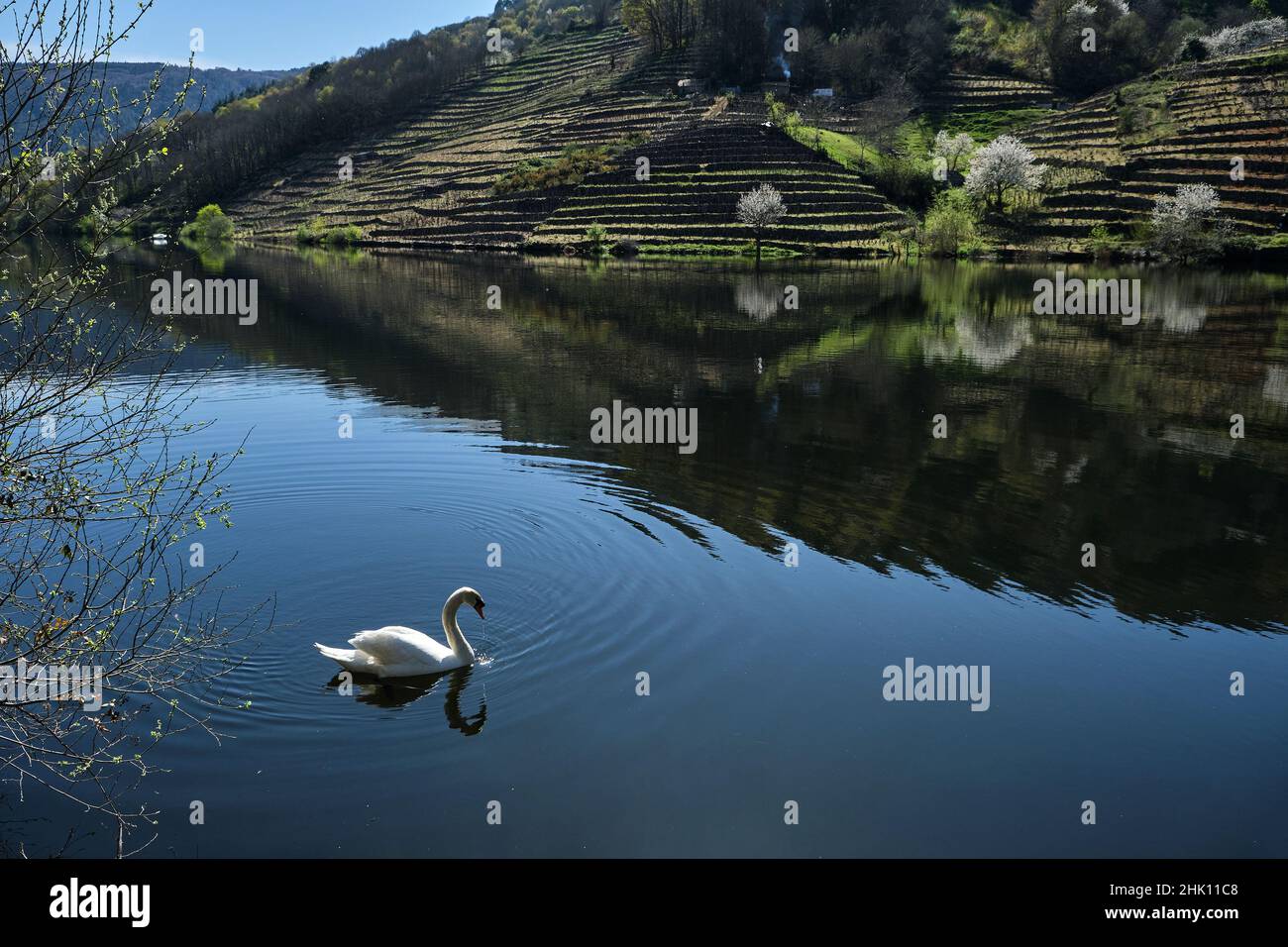 Weißer Schwan, der im Fluss Minho schwimmend ist, Ribeira Sacra, Galizien, Spanien Stockfoto