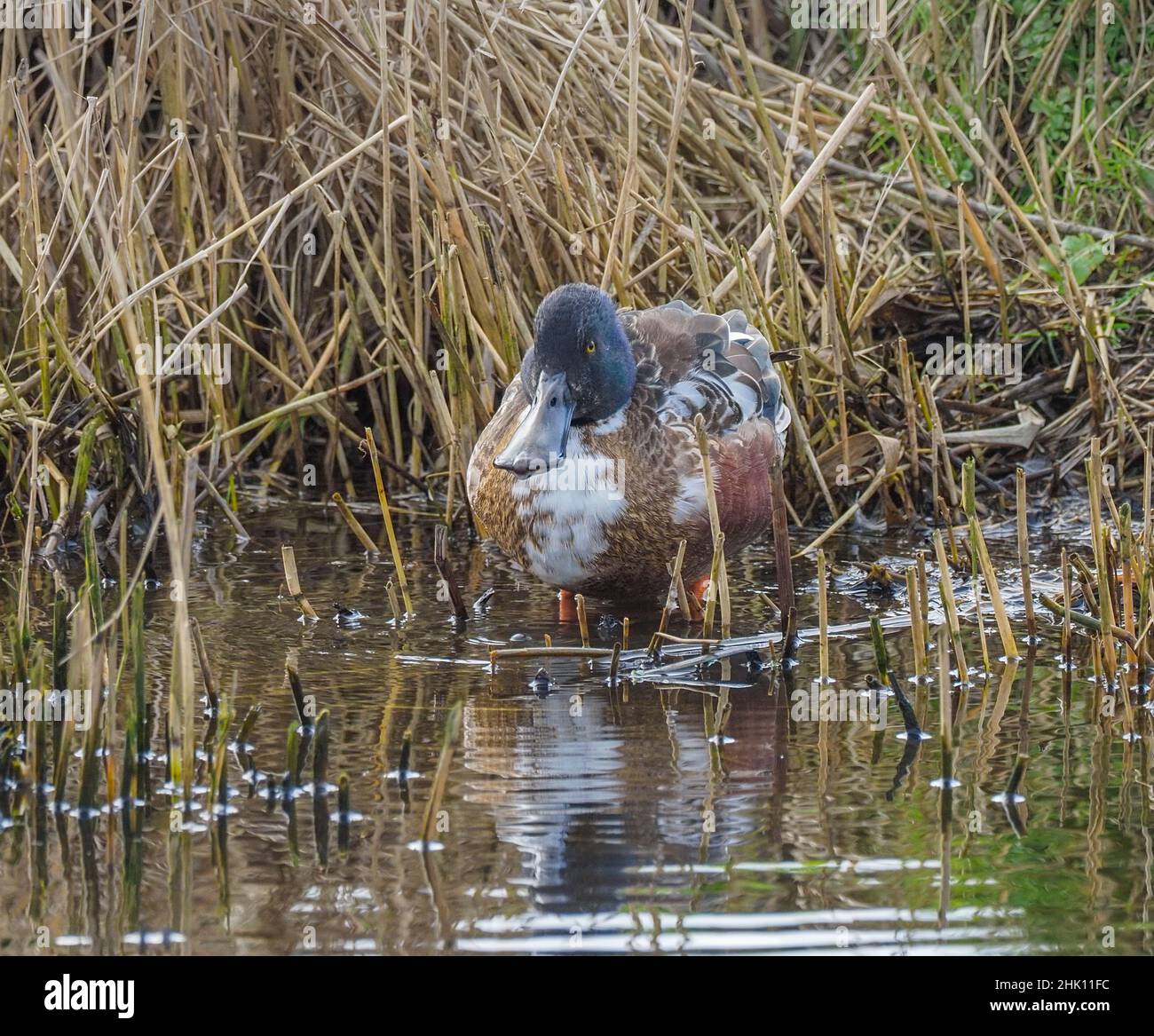 Familie der Shoveler Ducks, Winterbesucher, Teifi Marshes, Cardigan, Wales Stockfoto