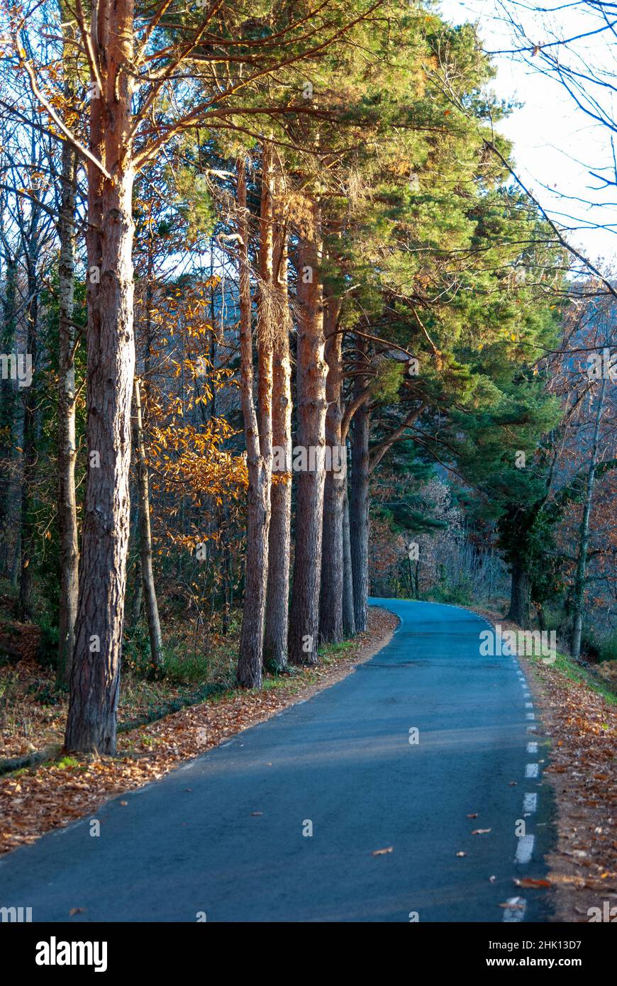 Bergstraße im Herbst mit Bäumen in der Rinne und Blättern auf dem Boden Stockfoto