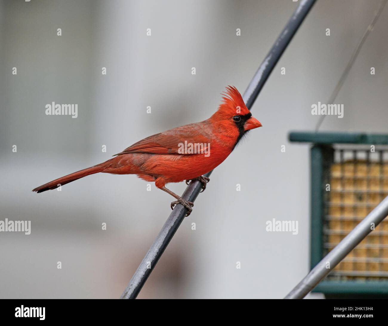 Schöne Nahaufnahme eines männlichen Kardinals. Hier sitzt er auf einem Futterhäuschen. Sie werden auch als Kardinalgrosschnäbel und Kardinalammern bezeichnet. Stockfoto