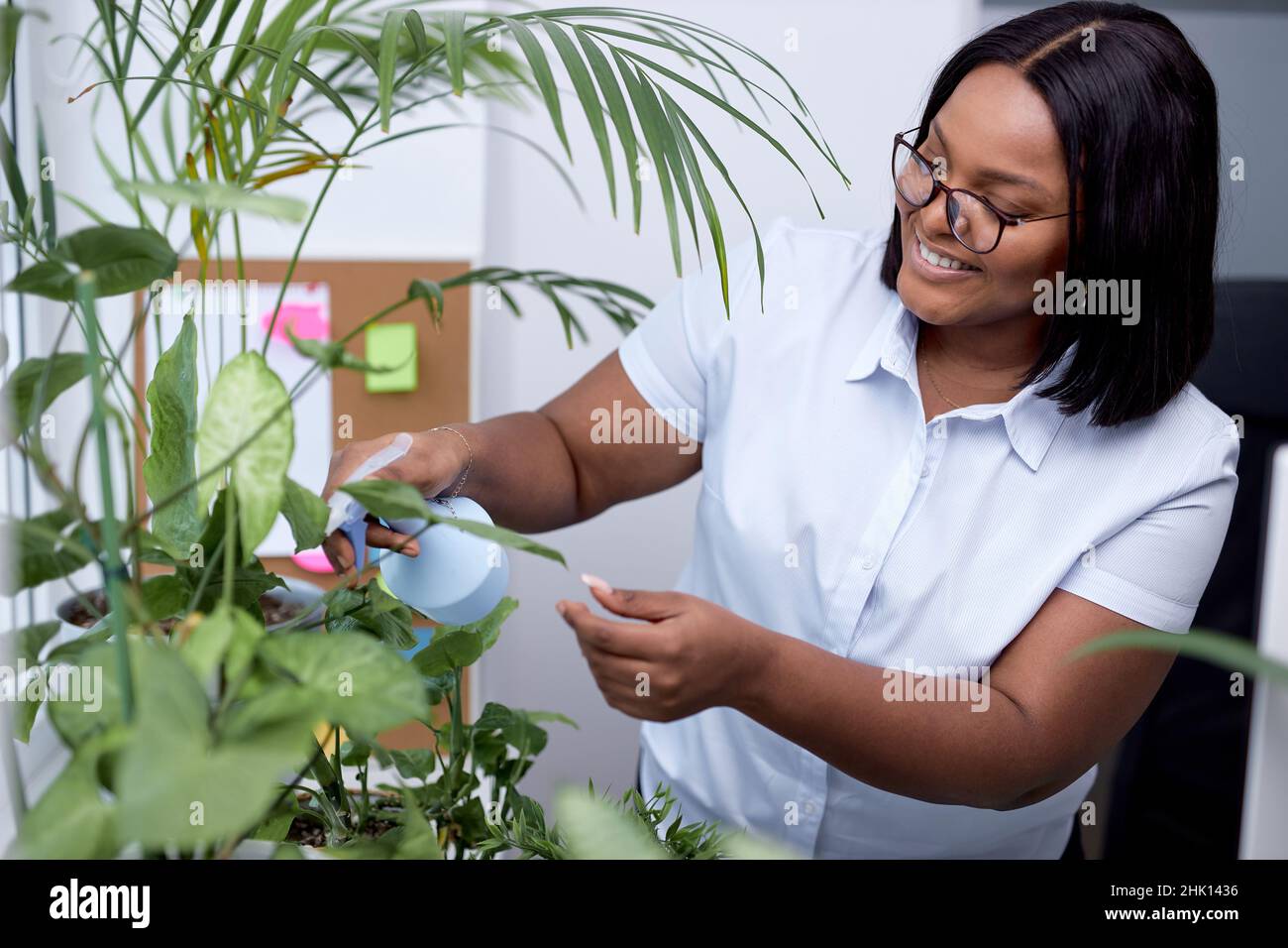 Angenehme hübsche schwarze amerikanische Frau halten Sprühflasche Gießen grüne Pflanze im Büro, kümmern sich um Büroblumen, gießen Flüssigkeit, Düngen bereichern trocken Stockfoto