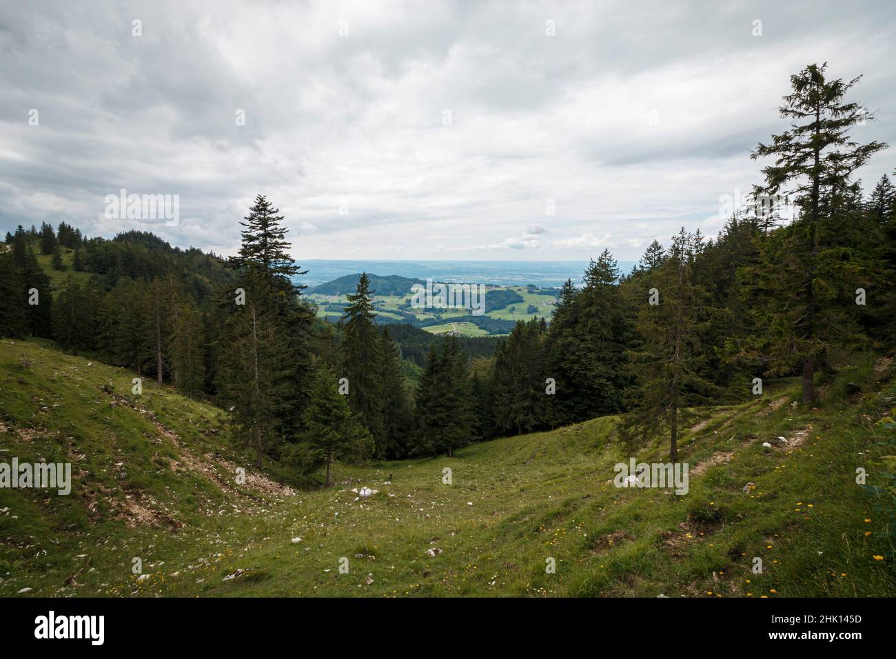 Bäume und grünes Gras im Herbst Stockfoto