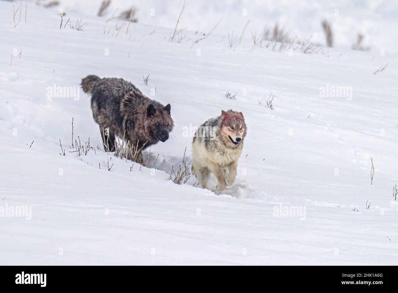 Schwarze und graue Wölfe im Schnee Stockfoto