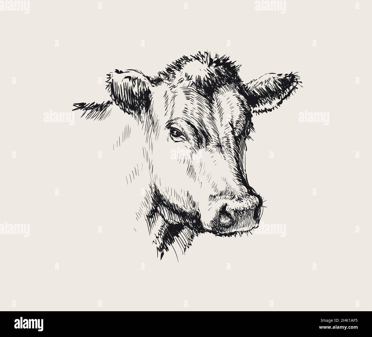 Handgezeichnete Skizze Kuh Vektor Illustration Stock-Vektorgrafik - Alamy