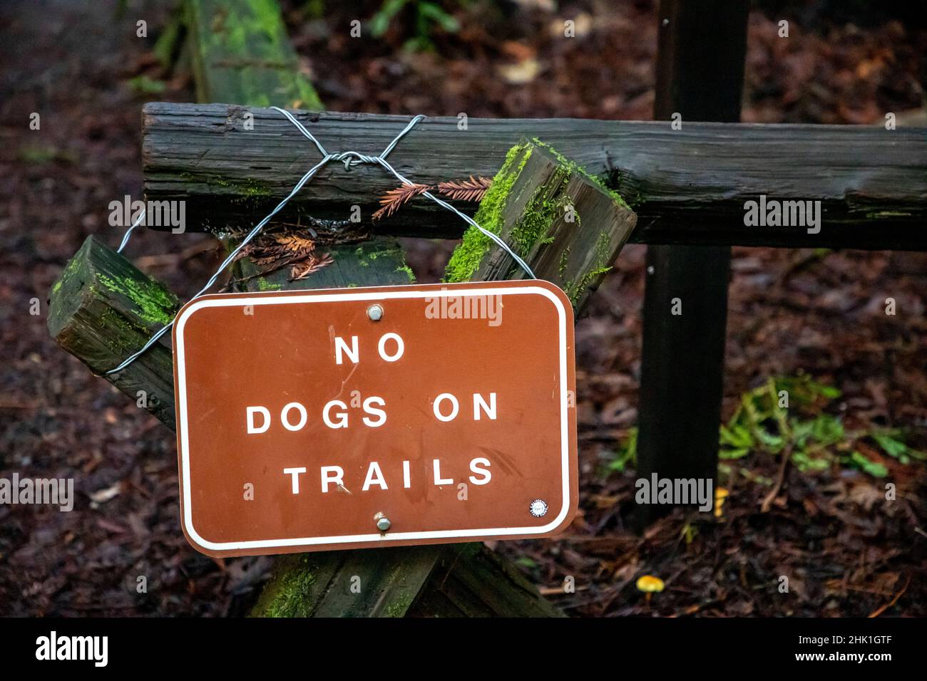 Armstrong Redwoods ist ein kleiner Stand von Redwood-Bäumen im Norden von Guerneville, Kalifornien. Stockfoto