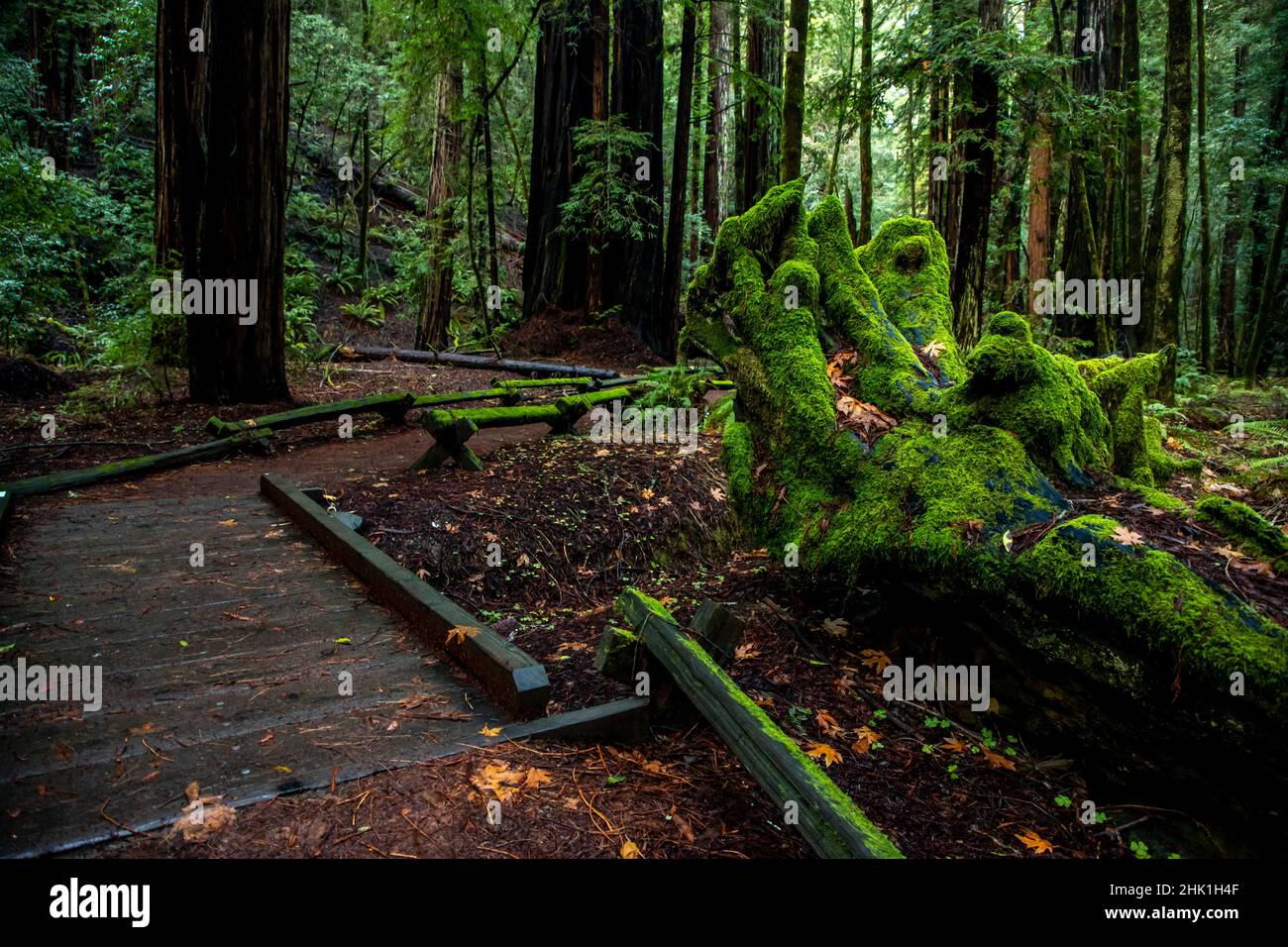 Armstrong Redwoods ist ein kleiner Stand von Redwood-Bäumen im Norden von Guerneville, Kalifornien. Stockfoto