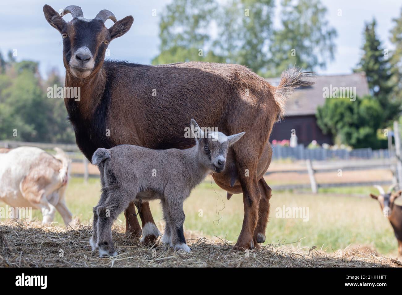 Braune Ziegenmutter mit Baby Stockfoto