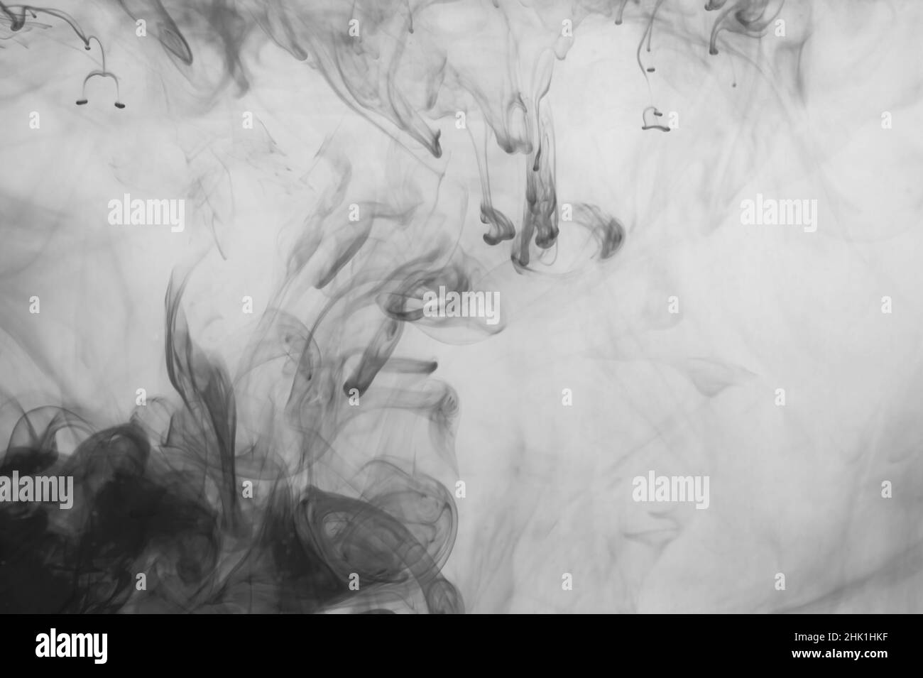 Tinte im Wasser abstrakter Hintergrund. Farbspritzer wirbeln in Flüssigkeit. Schwarz und weiß Stockfoto