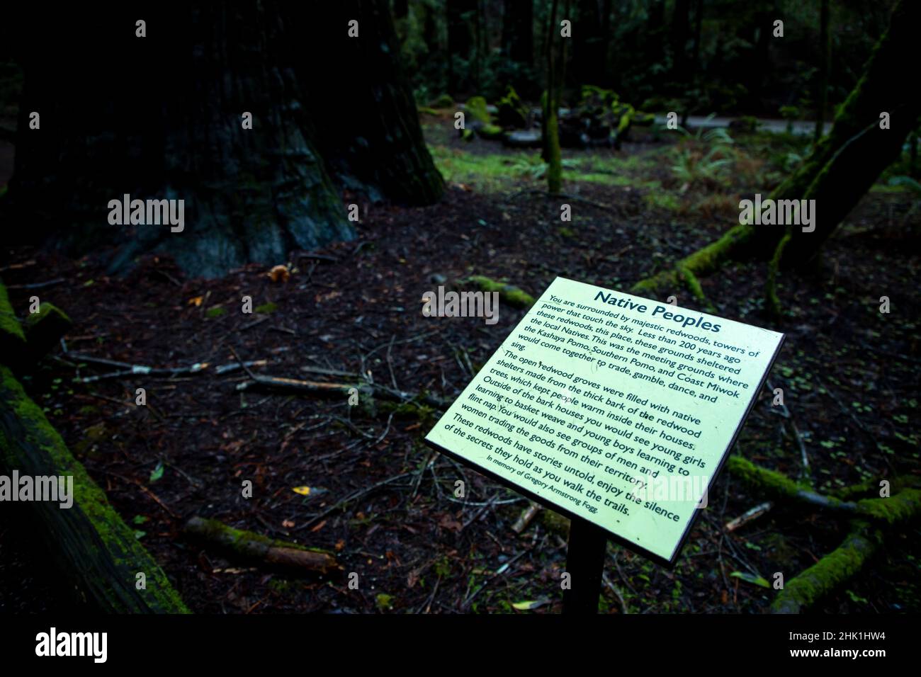 Armstrong Redwoods ist ein kleiner Stand von Redwood-Bäumen im Norden von Guerneville, Kalifornien. Stockfoto