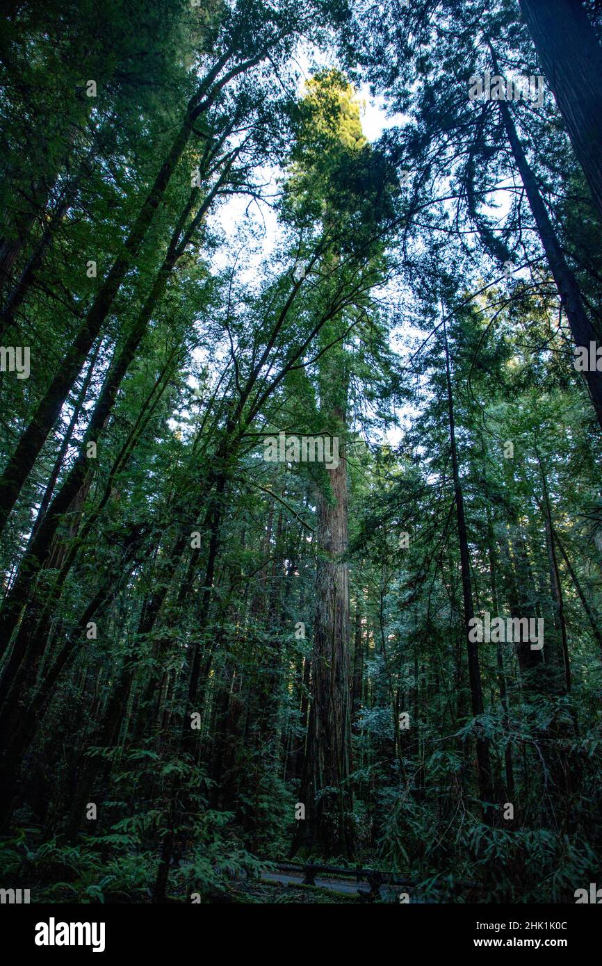Armstrong Redwoods ist ein kleiner Stand von Redwood-Bäumen im Norden von Guerneville, Kalifornien. Stockfoto
