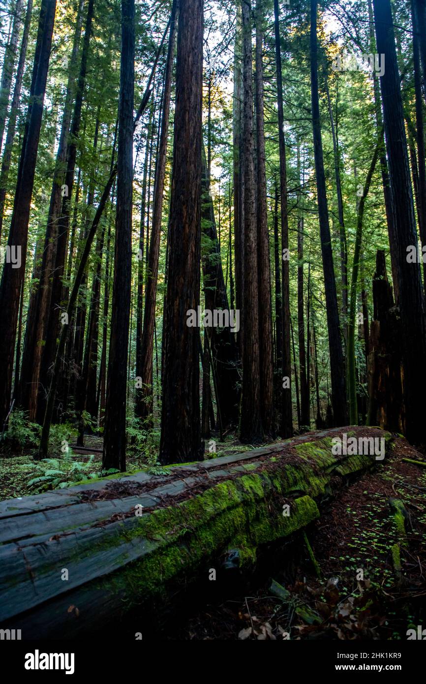 Armstrong Redwoods ist ein kleiner Stand von Redwood-Bäumen im Norden von Guerneville, Kalifornien. Stockfoto