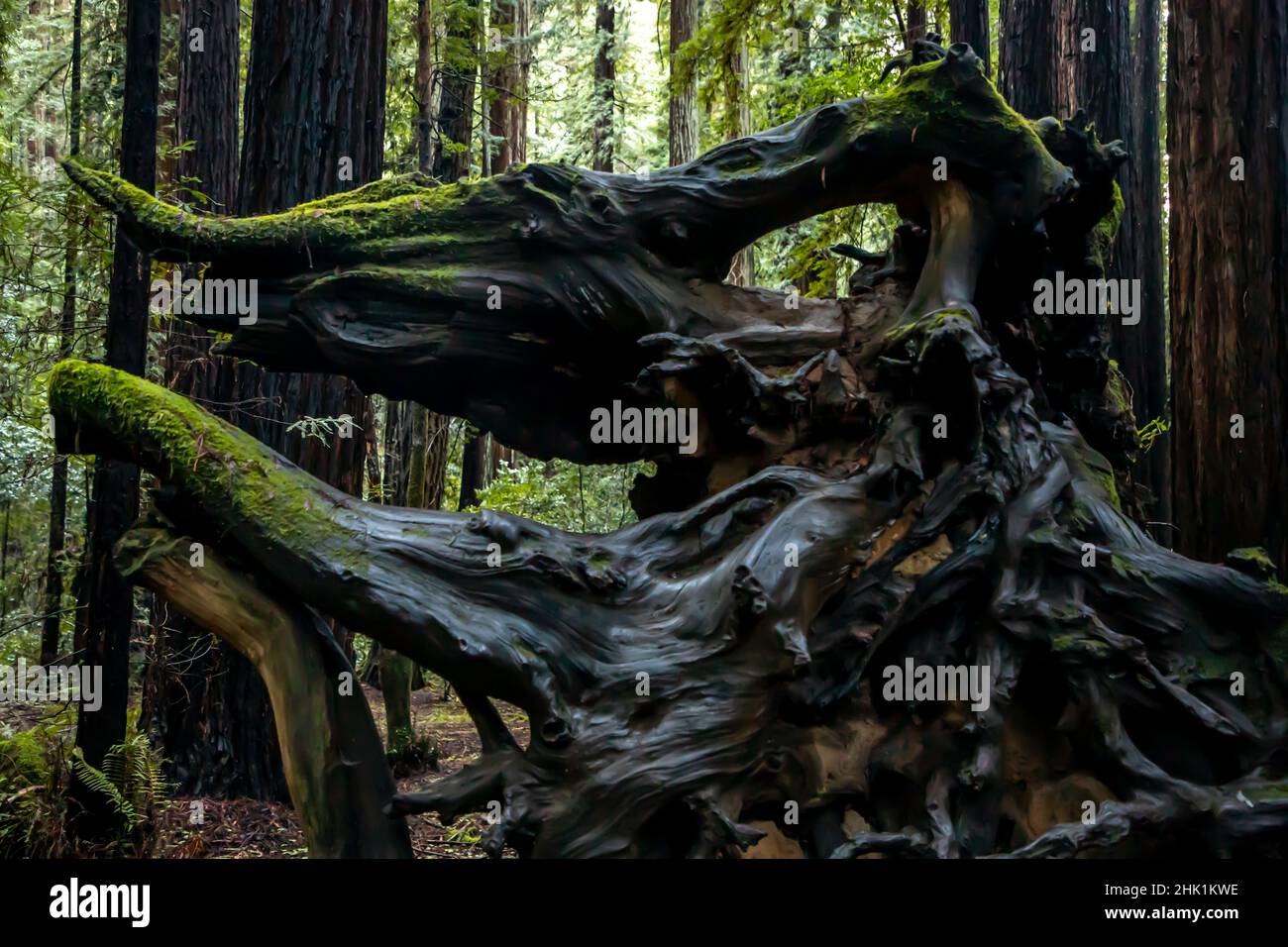 Armstrong Redwoods ist ein kleiner Stand von Redwood-Bäumen im Norden von Guerneville, Kalifornien. Stockfoto