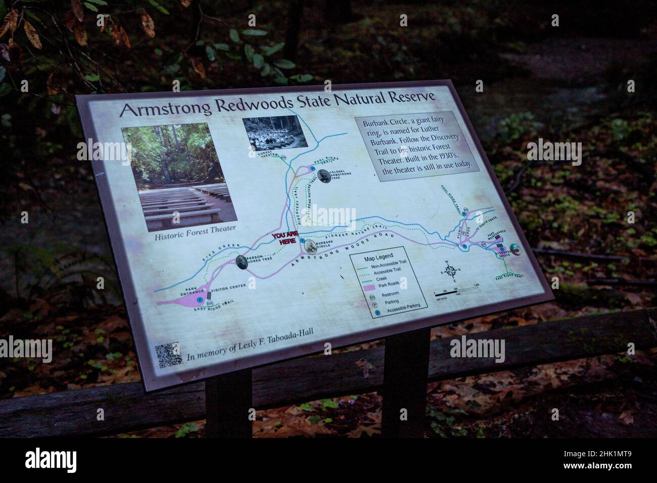 Armstrong Redwoods ist ein kleiner Stand von Redwood-Bäumen im Norden von Guerneville, Kalifornien. Stockfoto