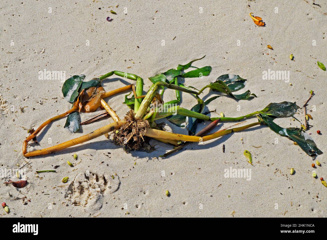 Tote Wasserpflanze (Eichhornia crassipes) am Strand Stockfoto