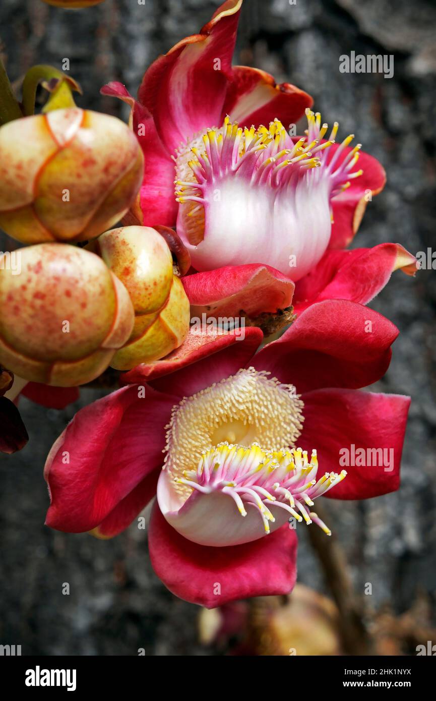 Cannonball-Baumblumen (Couroupita guianensis) Stockfoto