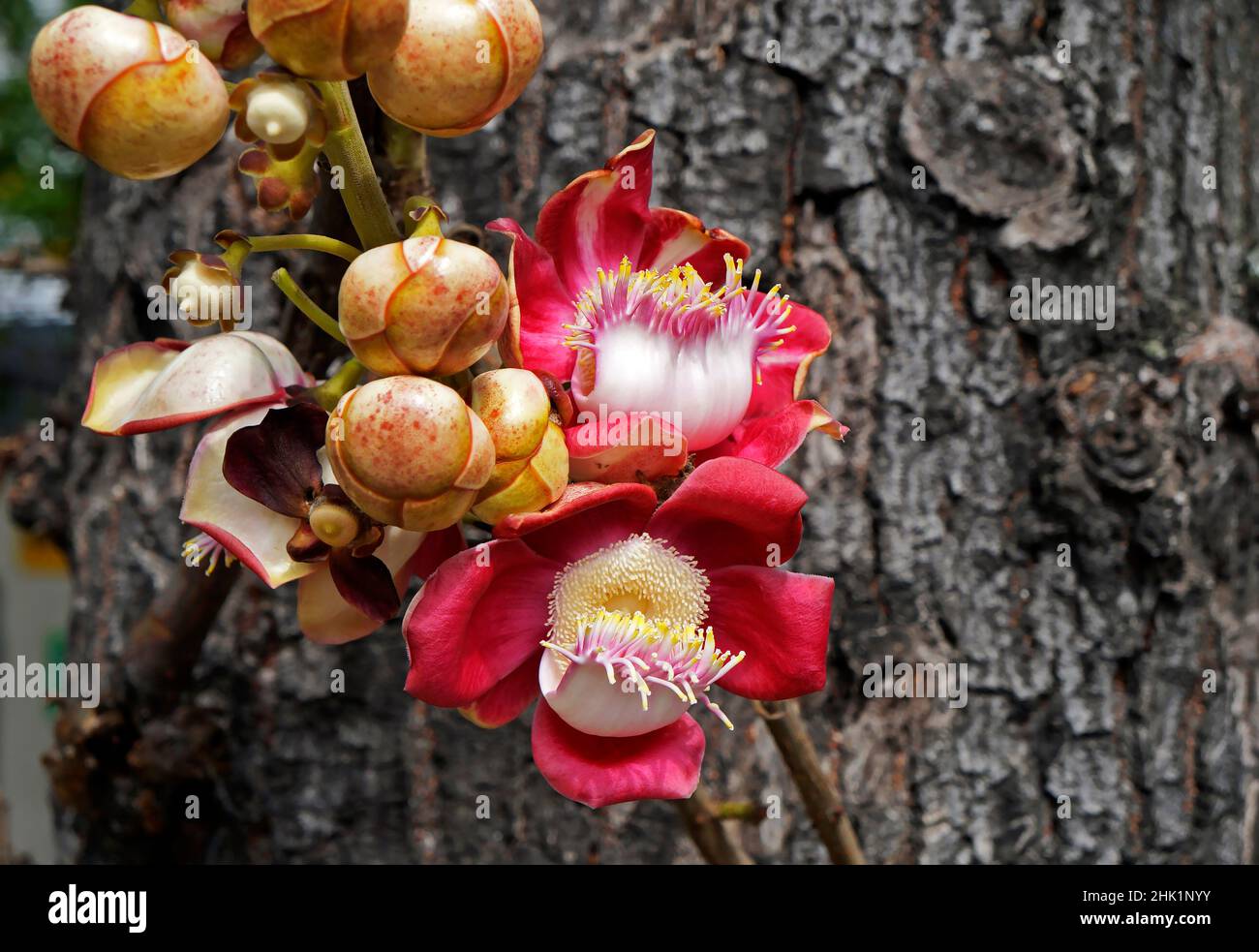 Cannonball-Baumblumen (Couroupita guianensis) Stockfoto