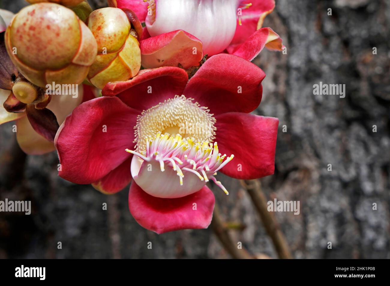 Cannonball-Baumblumen (Couroupita guianensis) Stockfoto