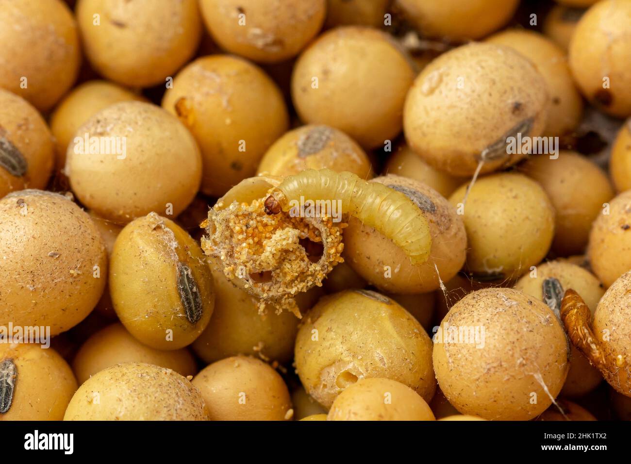 Indisches Gericht Motte Erwachsener und Larve in Sojabohnen. Konzept der Getreidelagerungsschädlinge, Lebensmittelschäden und Insektenbekämpfung. Stockfoto