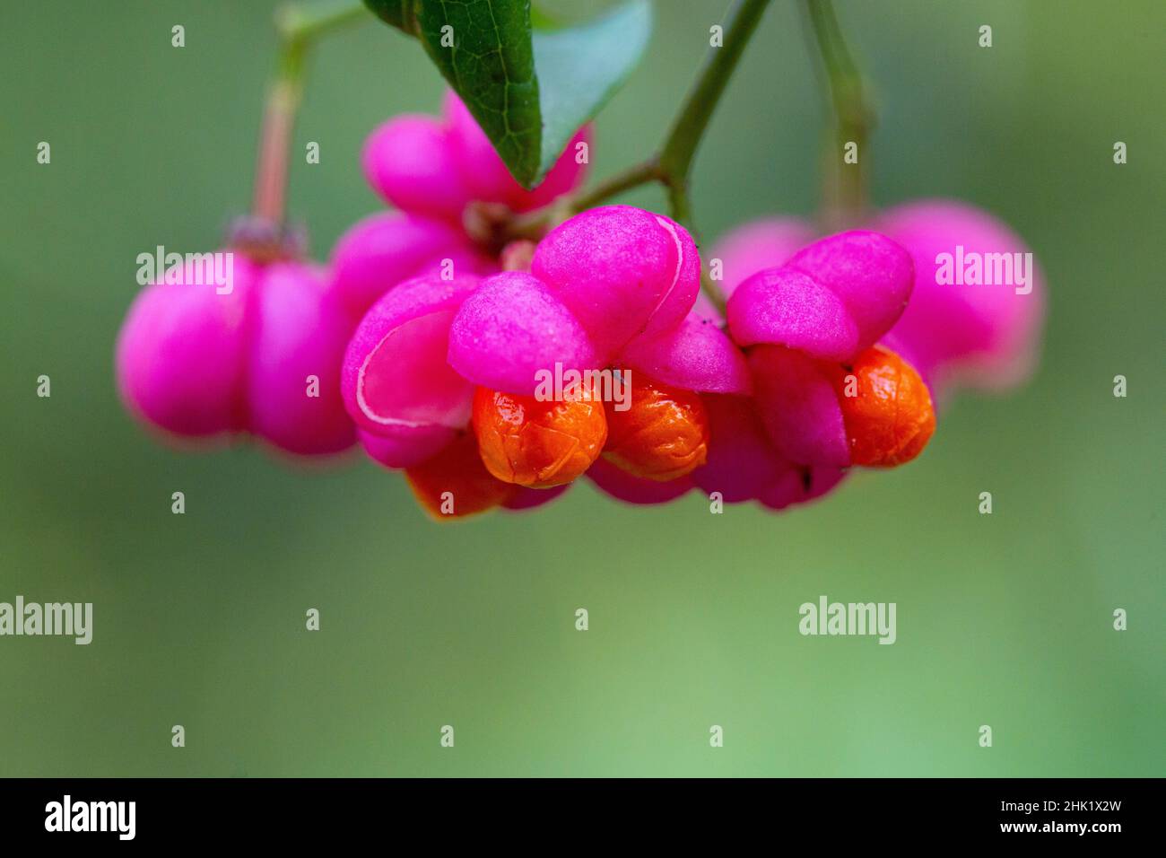 Euonymus Europaeus Obst Stockfoto