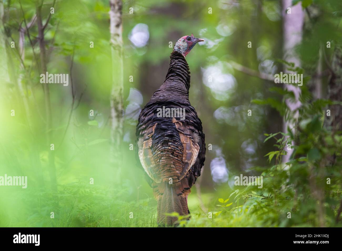 Tom turkey in einem Wald im Norden von Wisconsin. Stockfoto