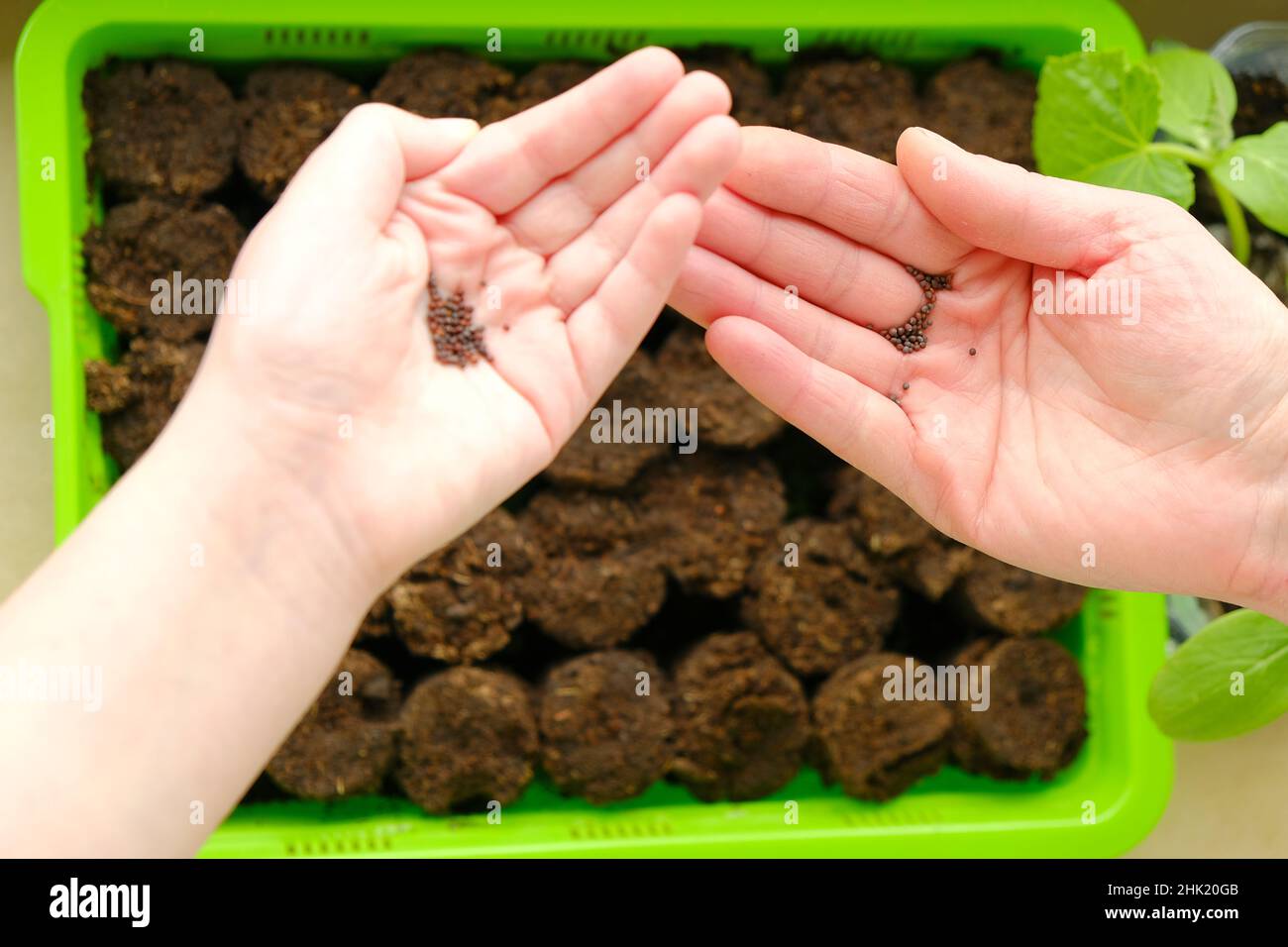 Samen säen.Kinder- und weibliche Hand mit Samen auf Torftabletten und grünen Setzlingen Hintergrund.wachsende Setzlinge. Mutter und Kind Pflanzen Samen ein Stockfoto
