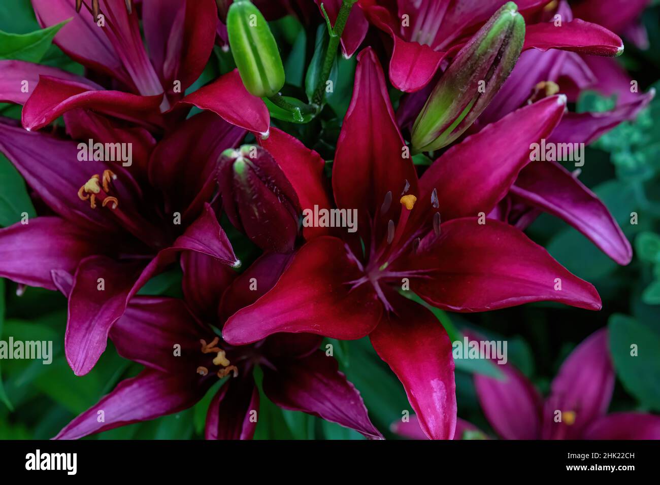 Dunkelrote asiatische Lilien in einem Sommergarten. Stockfoto