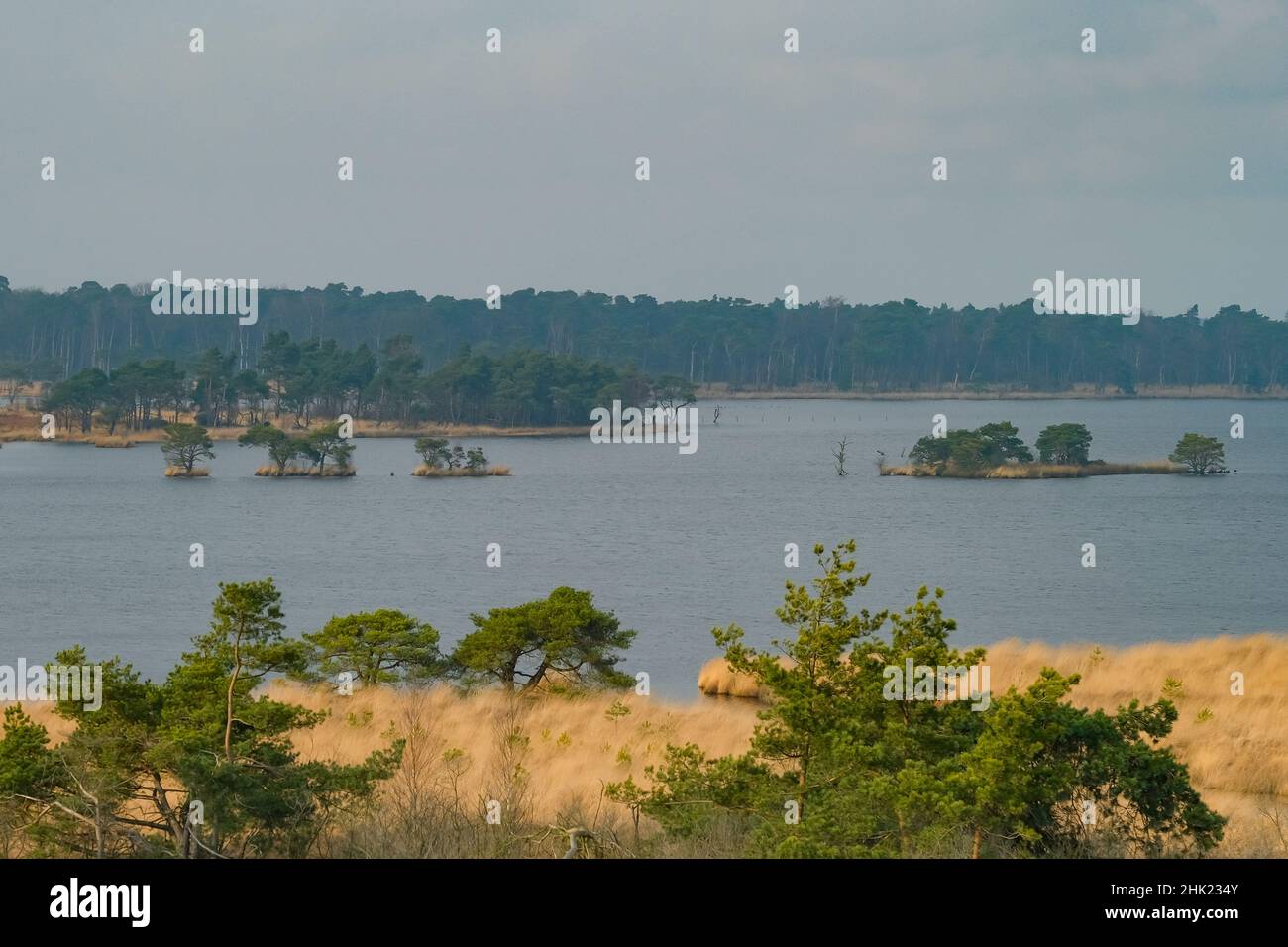 Limburg. 28th Januar 2022. Das am 28. Januar 2022 aufgenommene Foto zeigt die Landschaft des Grenzparks Kalmthoutse Heide in der belgischen Provinz Antwerpen. Der Welttag der Feuchtgebiete, der jährlich am 2. Februar gefeiert wird, soll das Bewusstsein für die wichtige Rolle von Feuchtgebieten weltweit schärfen. Quelle: Zhang Cheng/Xinhua/Alamy Live News Stockfoto