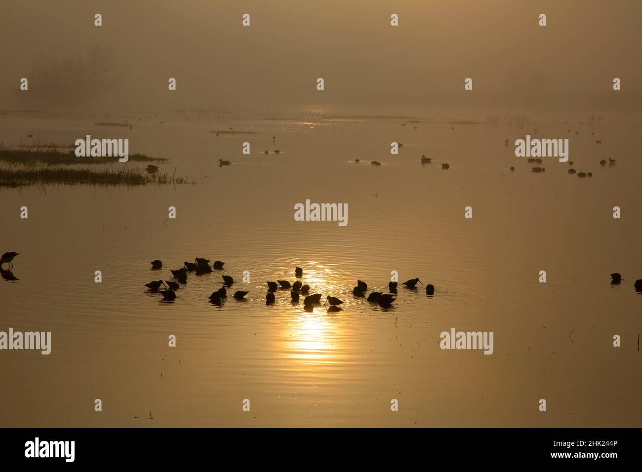 Mitgicker Silhouette, Merced National Wildlife Refuge, Kalifornien Stockfoto