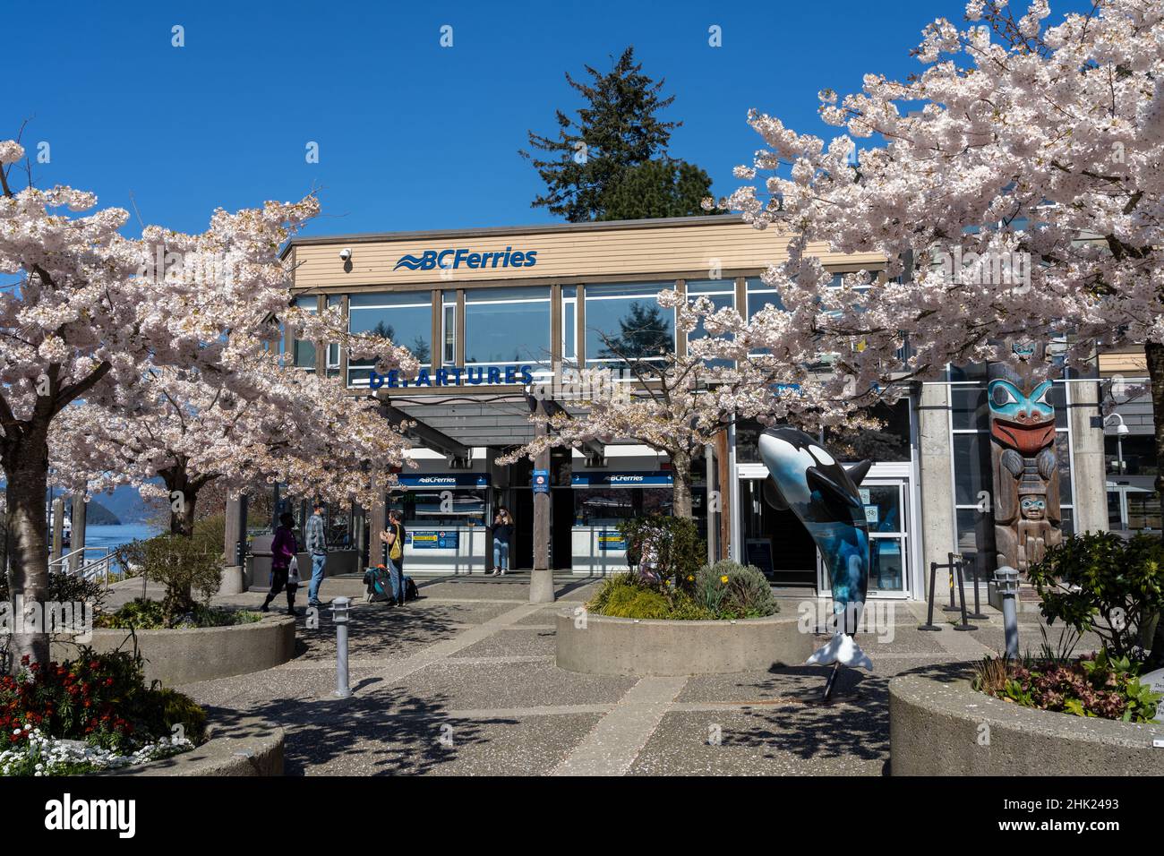 West Vancouver, BC, Kanada - 13 2021. April : BC Ferries Horseshoe Bay Ferry Terminal. Kirschblüten blühen im Frühling. Stockfoto