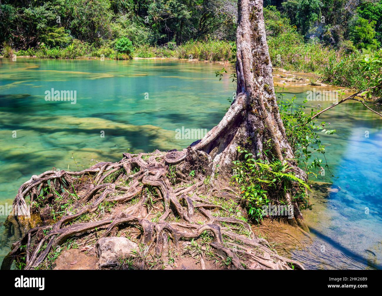 Lange Exposition eines Baumes durch das türkisfarbene Wasser der Semuc Champey Wasserfälle und des Cahabon Flusses, Guatemala. Stockfoto