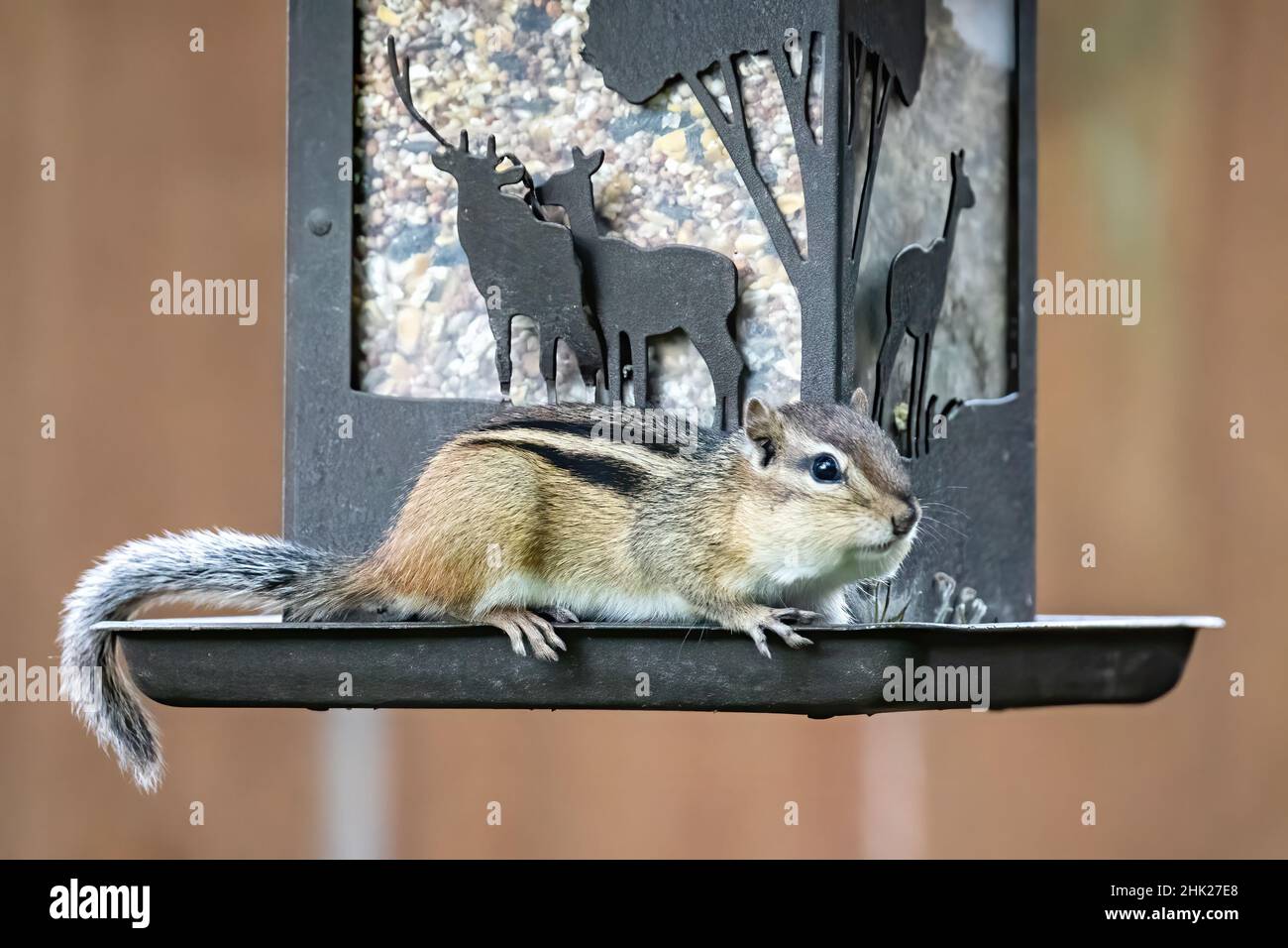 Chipmunk, der aus einem Futterhäuschen mit Mais und schwarzen Sonnenblumenkernen isst. Stockfoto