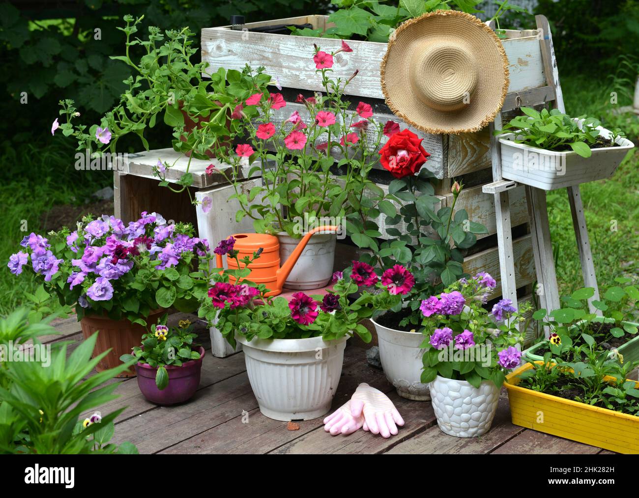 Sommerstill-Leben mit schönen Petunia Blumen in Töpfen draußen im Garten. Vintage botanischen Hintergrund mit Pflanzen, Home Hobby Stillleben mit Stockfoto