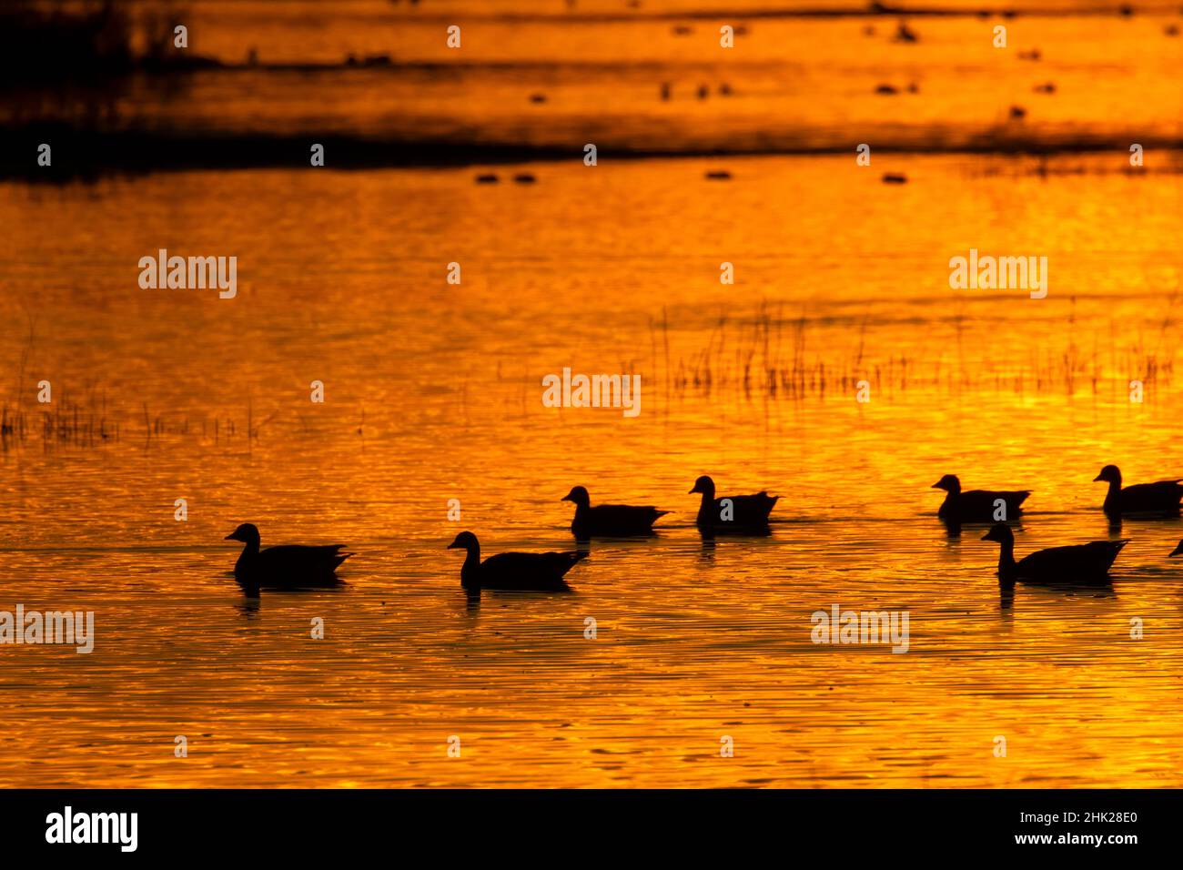 Sonnenuntergang im Teich mit Gänse-Silhouette, Grey Lodge Wildlife Area, Kalifornien Stockfoto
