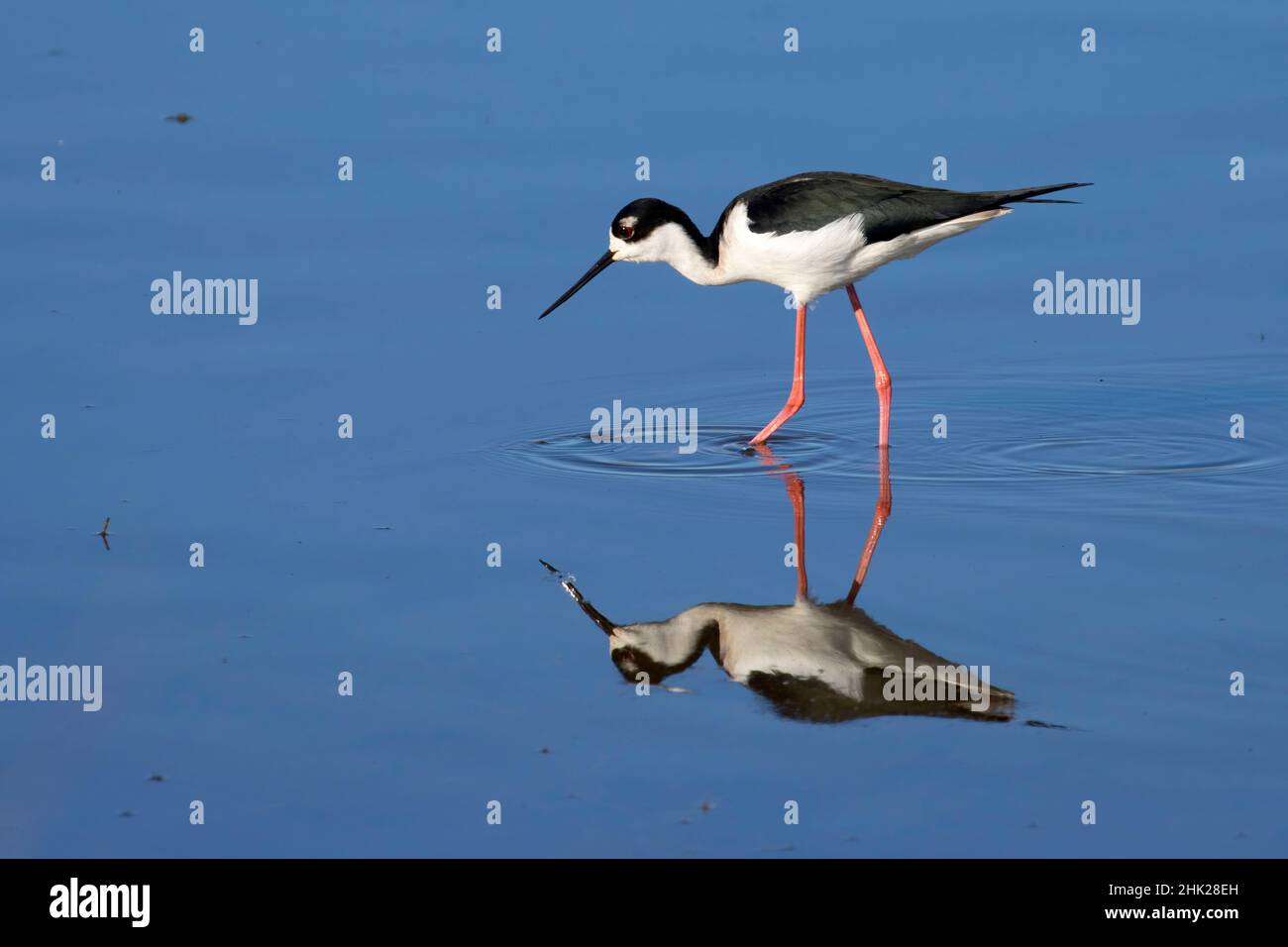 Black-Necked Slip (Himantopus mexicanus), Grey Lodge Wildlife Area, Kalifornien Stockfoto