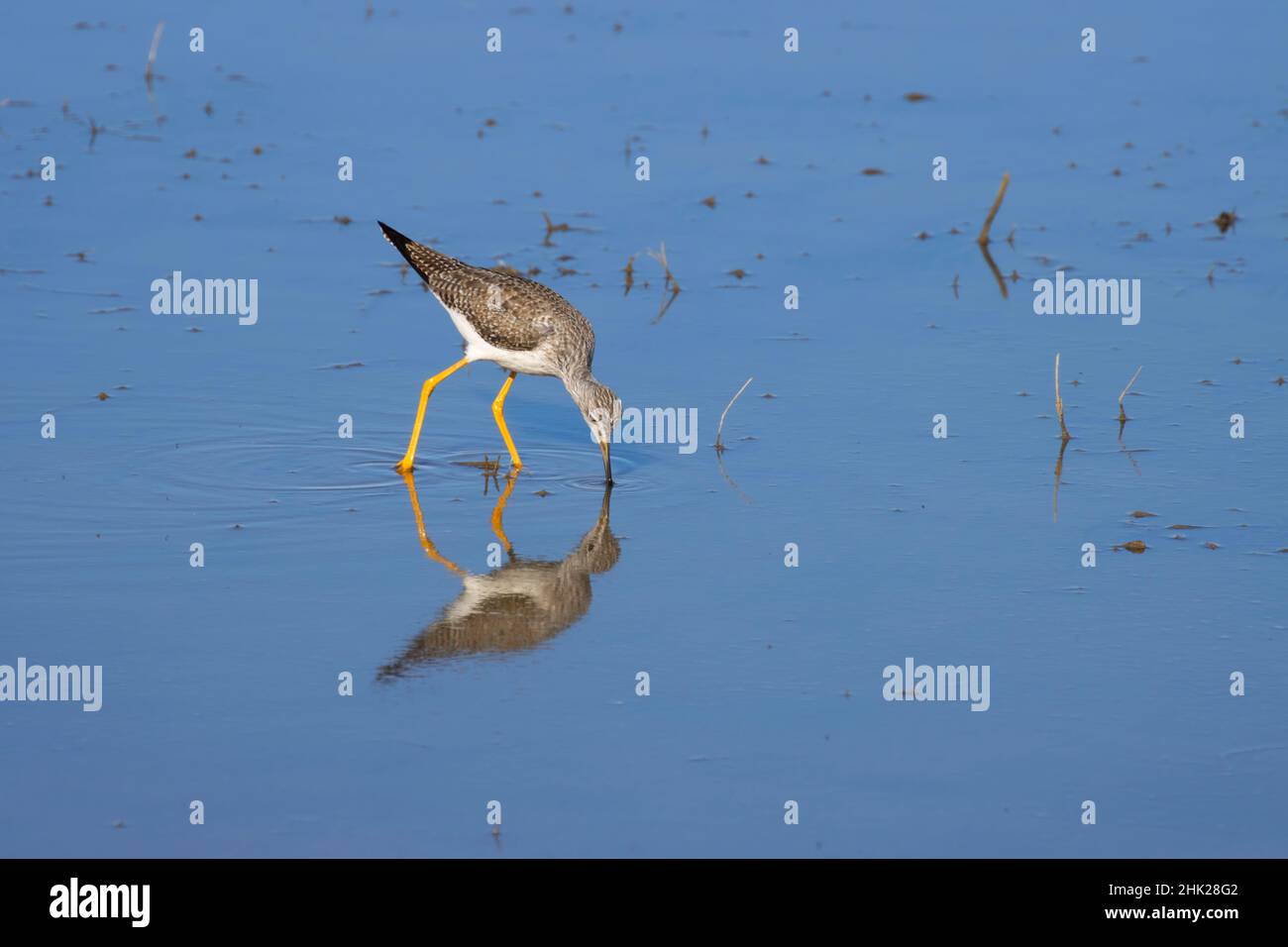 Greater Yellowlegs (Tringa melanoleuca), Grey Lodge Wildlife Area, Kalifornien Stockfoto