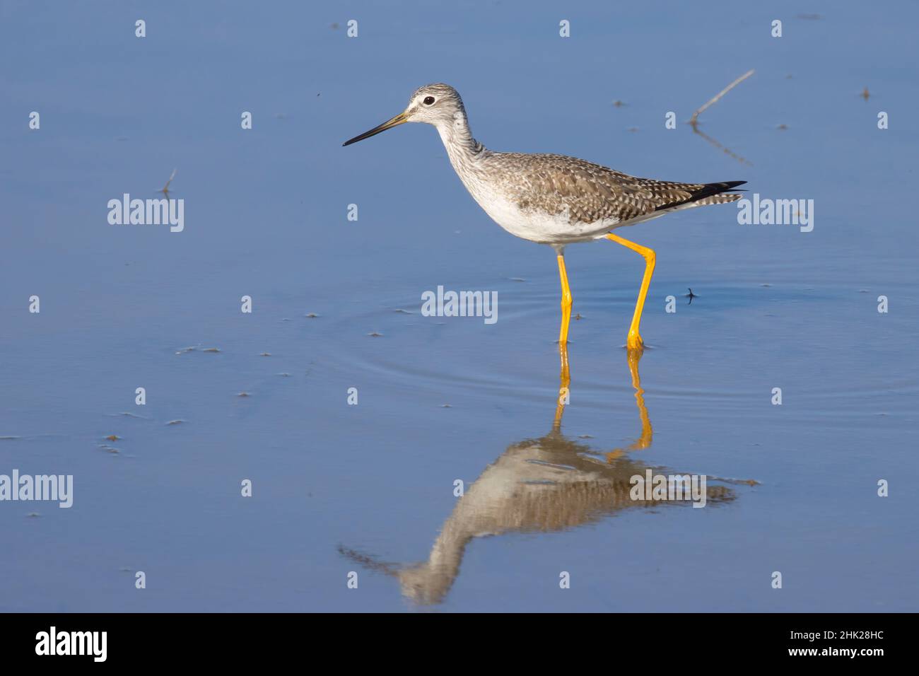 Greater Yellowlegs (Tringa melanoleuca), Grey Lodge Wildlife Area, Kalifornien Stockfoto
