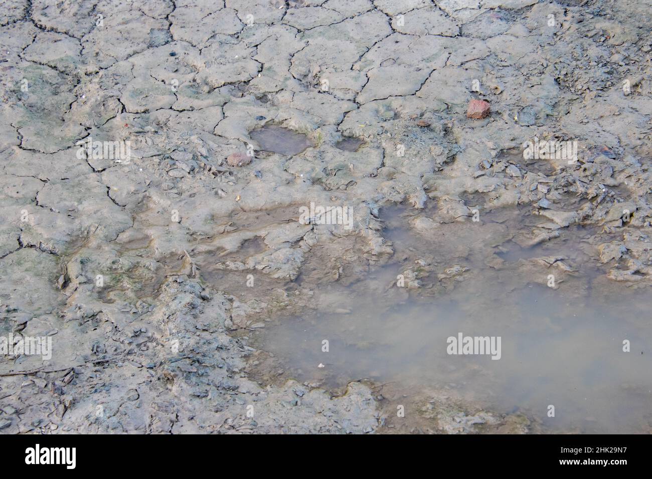 Große Risse treten an der Bodenoberfläche auf, wenn das letzte Wasser aus Regenpfützen in der Karoo in Südafrika verdunstet Stockfoto