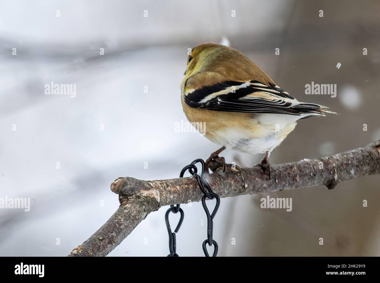 Rückansicht des männlichen American Goldfinch (Spinus tristis) auf dem Zweig im Winter schneit Stockfoto