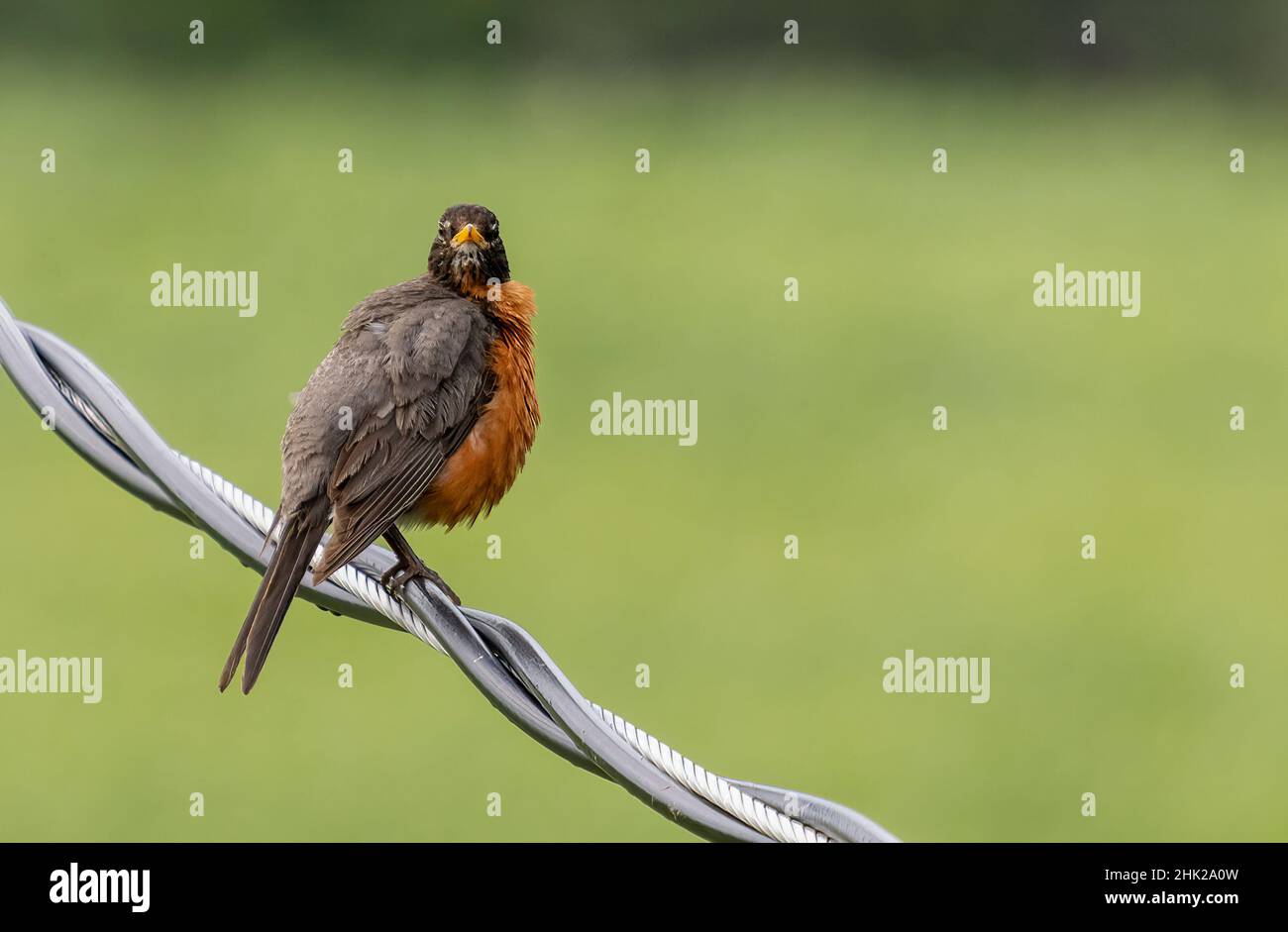 Die junge Amerikna Robin (Turdus migratorius), die auf einer Hydro Power Line thront und die Kamera anschaut Stockfoto