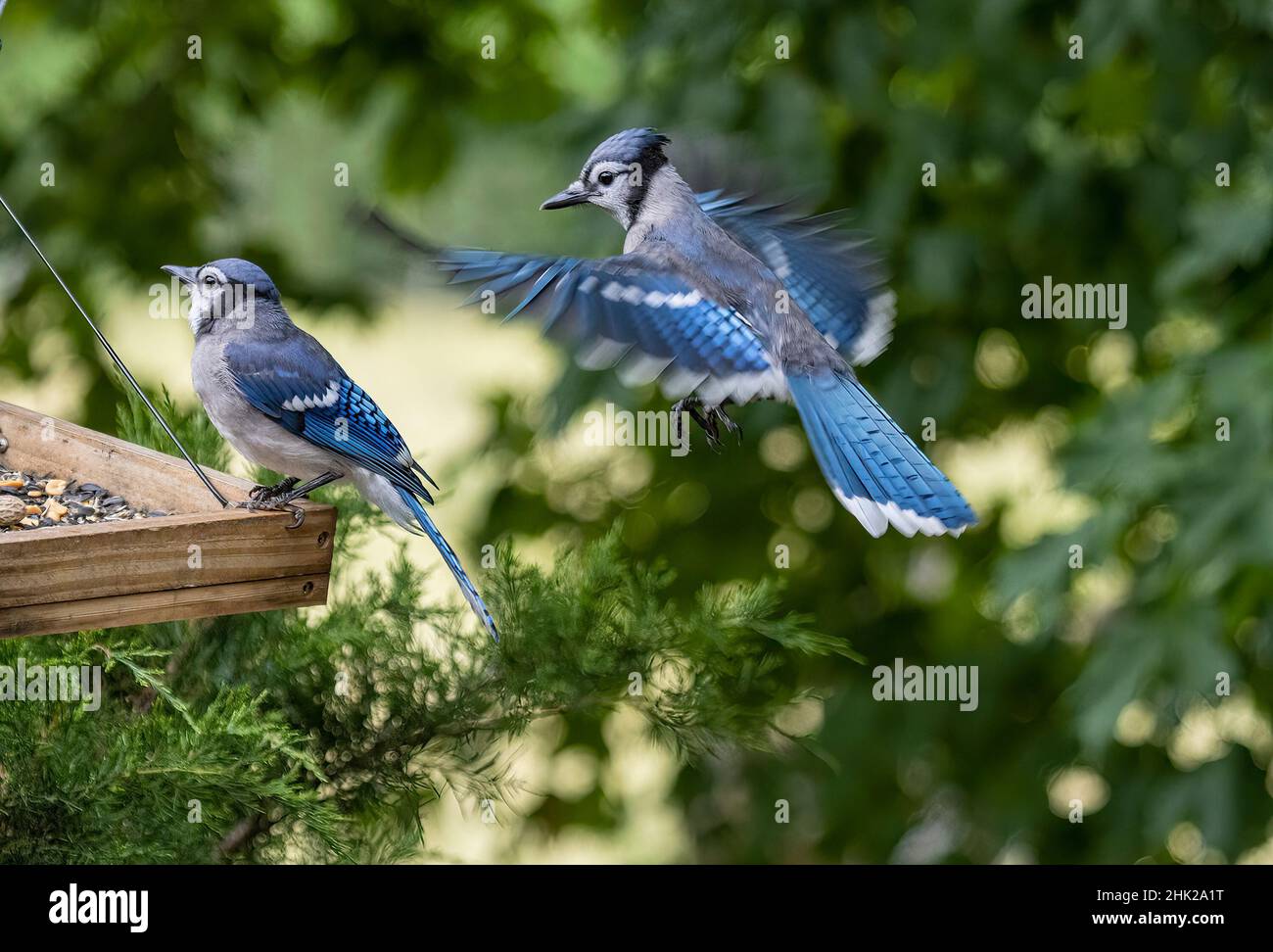 Nordamerikanischer Blauhäher ( Cyanocitta Cristata ) Stockfoto
