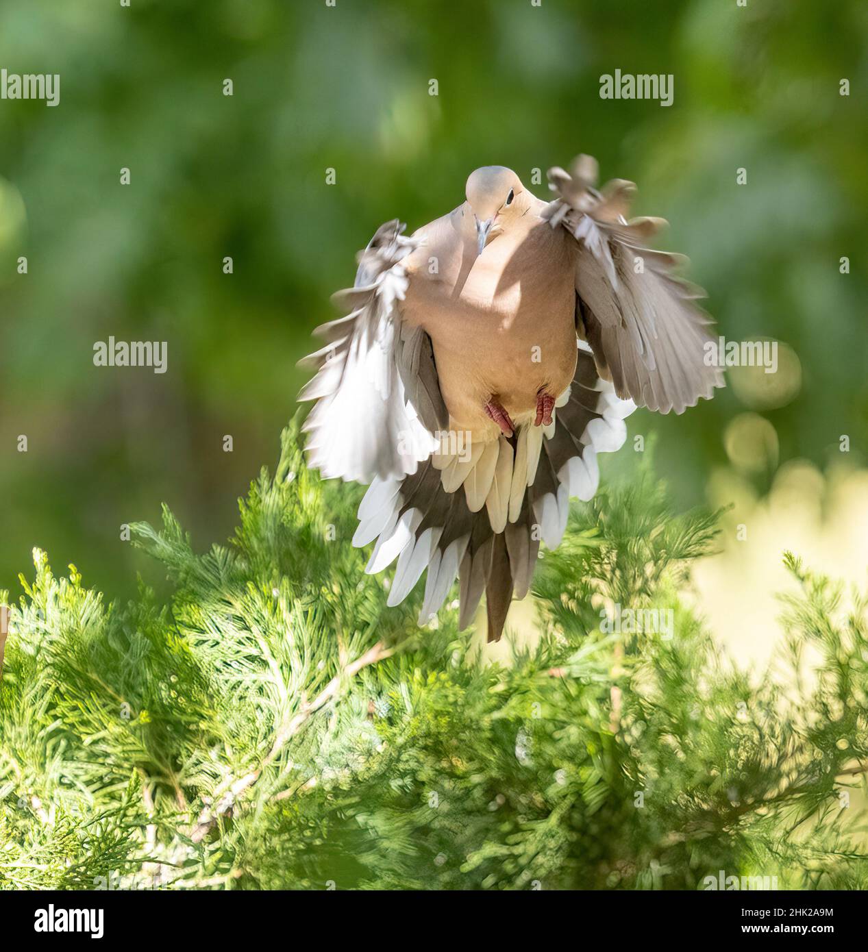 Trauertaube (Zenaida macroura} kommt herbei für Eine Landing Wings, die Krallen ausbreitete Stockfoto