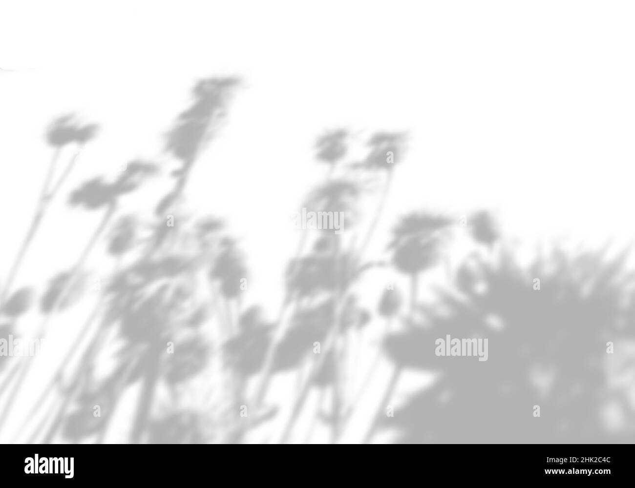Sommerhintergrund aus dem Schatten eines Feldgrases auf einer weißen Wand. Weiß und Schwarz für Foto oder Mockup. Stockfoto