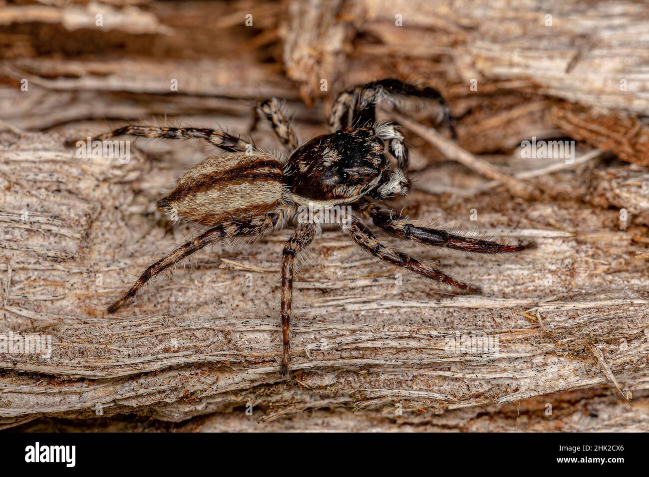 Erwachsene männliche graue Wand Spinne der Art Menemerus Bivittatus Stockfoto